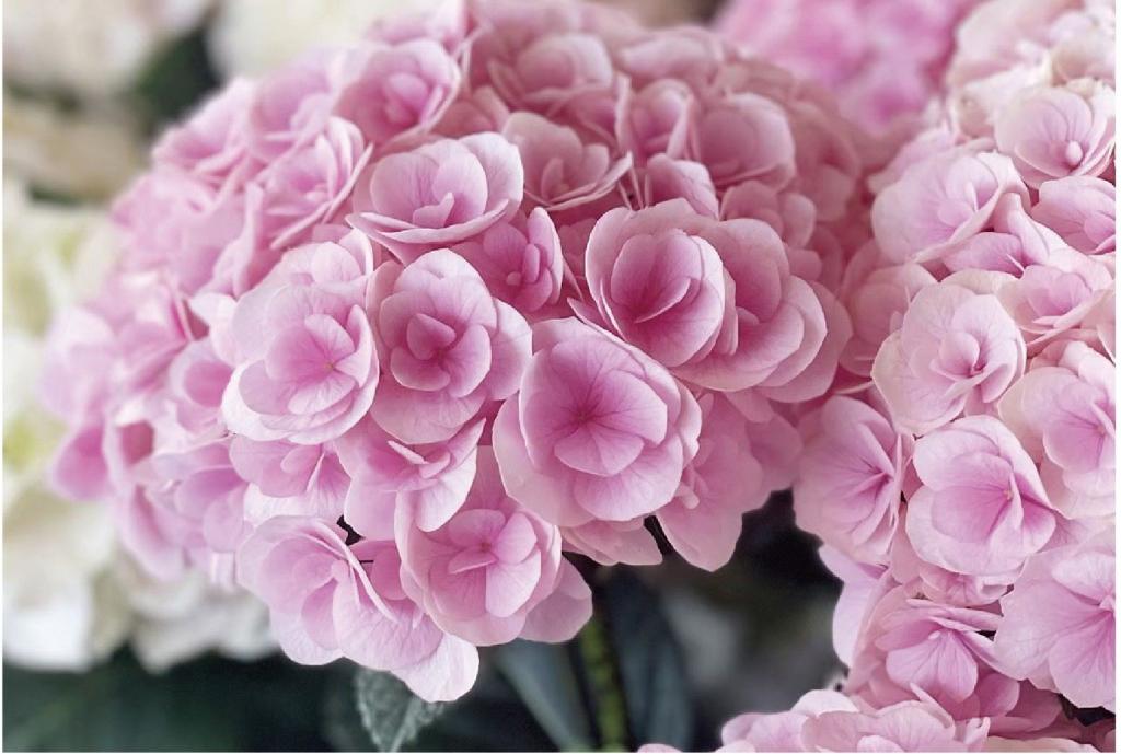 福岡県産あじさい ご予約販売会　ピンク系（イメージ画像）