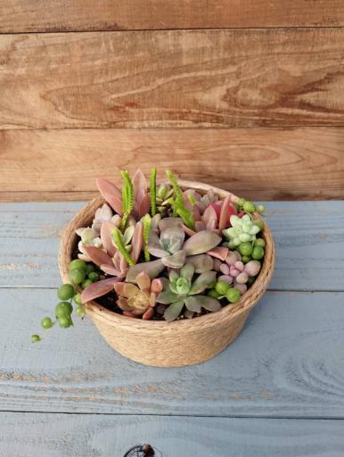 「【申し込みを締め切りました】人気の多肉植物で寄せ植えを作りましょう！」の紹介画像