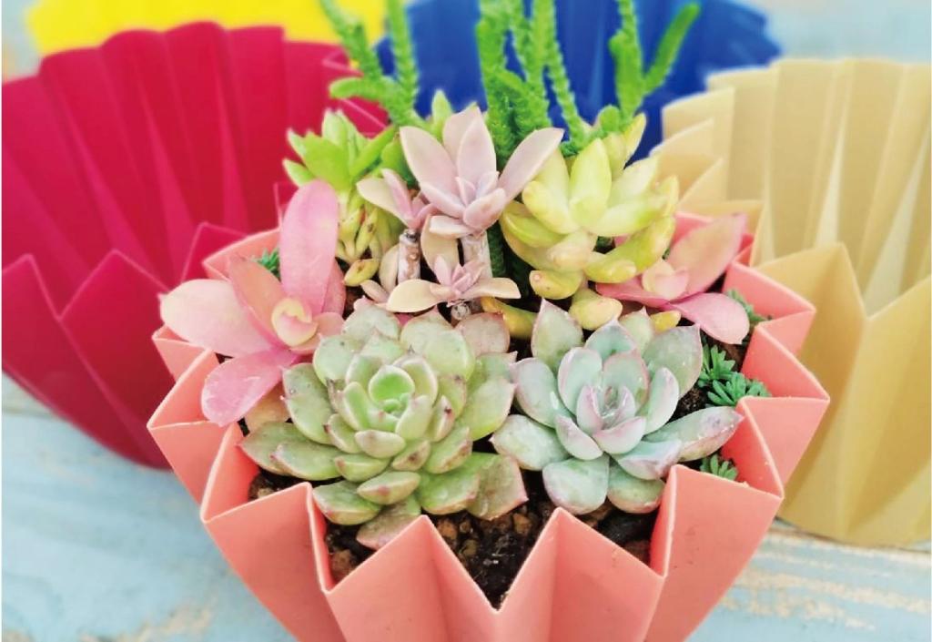 多肉植物の寄せ植えづくり