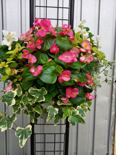 「【申し込みを締め切りました】ハンギングバスケットを作ろう！」の紹介画像