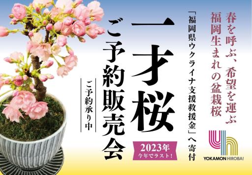 「【限定数に達しました】「福岡県ウクライナ支援救援金」支援　一才桜ご予約販売会 2023年」の紹介画像